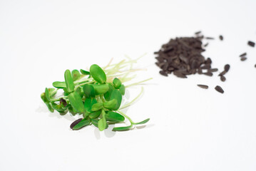 Sunflower microgreens on a white background.