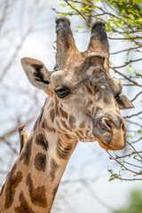 portrait of a giraffe
