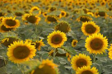 View over a field of sunflower during an amazing colourful summer sunset light. Agriculture and farm industry.Selective focus.