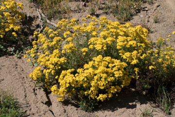 A flowering group of the Hypericum scabrum