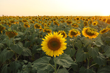 View over a field of sunflower during an amazing colourful summer sunset light. Agriculture and farm industry.