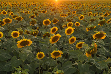 View over a field of sunflower during an amazing colourful summer sunset light. Agriculture and farm industry. Selective focus.