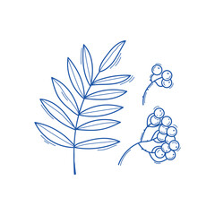 Vector illustration of rowan leaves and berries in doodle style, sketch line art isolated on white background
