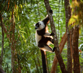 Lemur Indri, dark brown and white colored lemur on a tree in the rainforest, looking left. Madagascar wilderness.