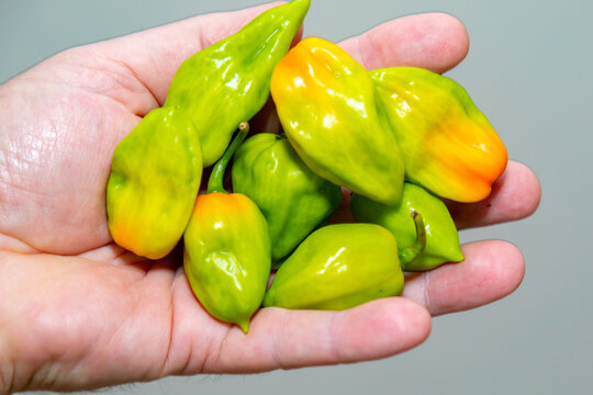 Group of hot pepper (Capsicum chinense Adjuma) in selective focus and fine detail "pimenta de cheiro"