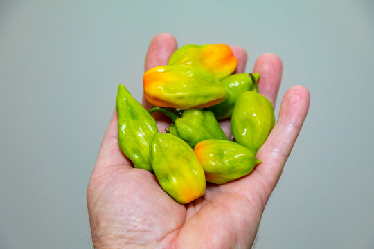 Group of hot pepper (Capsicum chinense Adjuma) in selective focus and fine detail "pimenta de cheiro"