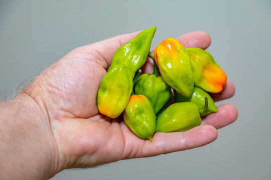 Group of hot pepper (Capsicum chinense Adjuma) in selective focus and fine detail "pimenta de cheiro"