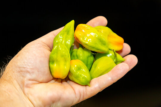 Group of hot pepper (Capsicum chinense Adjuma) in selective focus and fine detail "pimenta de cheiro"