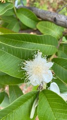 guava flower in the garden