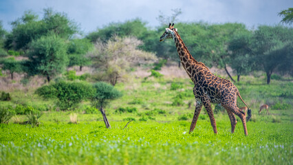 Fototapeta premium giraffe in the savannah