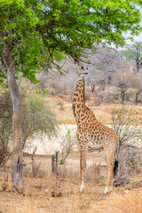 giraffe in the savannah