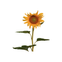 sunflower isolated on white