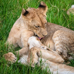 Lion, Ruaha, Tanzania, Africa
