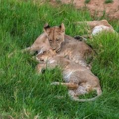 Lion, Ruaha, Tanzania, Africa
