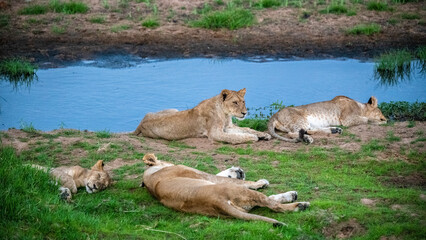 Lion, Ruaha, Tanzania, Africa
