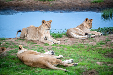 Lion, Ruaha, Tanzania, Africa
