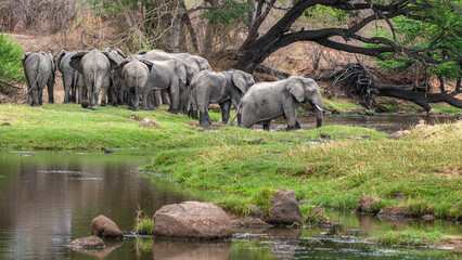Elephant herd
