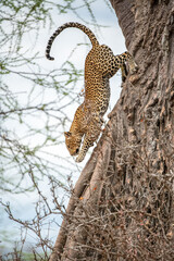 Leopard in a tree