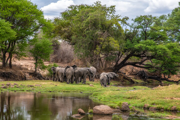 elephants in the river