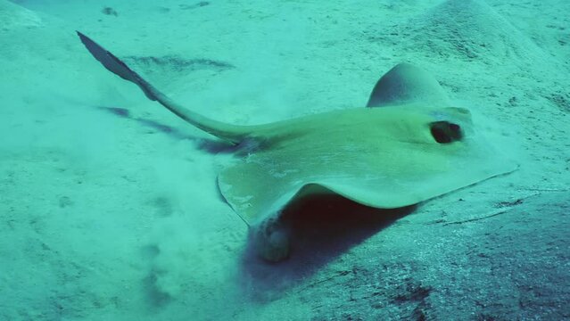 Close up of Сowtail Weralli stingray (Pastinachus sephen) digs sand on seabed on depth, Slow motion