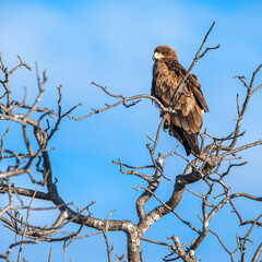 Ruaha National Park, African Wildlife  Safari, Tanzania
