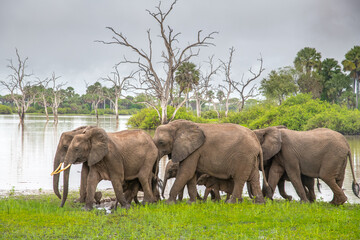 Selous Game Reserve, African Wildlife  Safari, Tanzania