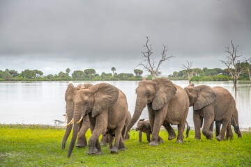 Selous Game Reserve, African Wildlife  Safari, Tanzania