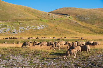 Pecore al pascolo a Campo Imperatore
