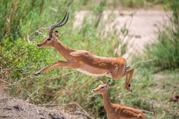 Ruaha National Park, African Wildlife  Safari, Tanzania
