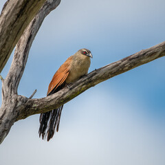 Ruaha National Park, African Wildlife  Safari, Tanzania
