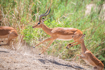 Ruaha National Park, African Wildlife  Safari, Tanzania
