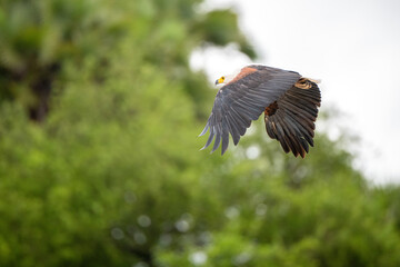 Selous Game Reserve, African Wildlife  Safari, Tanzania
