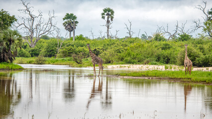Selous Game Reserve, African Wildlife  Safari, Tanzania