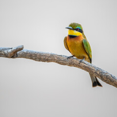 Ruaha National Park, African Wildlife  Safari, Tanzania
