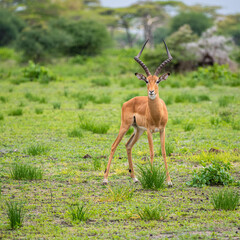 Naklejka na ściany i meble Selous Game Reserve, African Wildlife Safari, Tanzania 