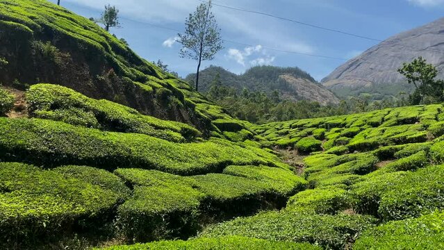 Beautiful green landscape Of Munnar Tea Plantations, Kerala, South India