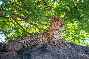 Ruaha National Park, African Wildlife  Safari, Tanzania
