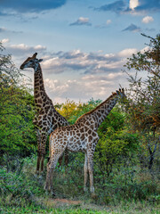 Mother and a baby giraffe foraging in African grassland Savanna, South Africa