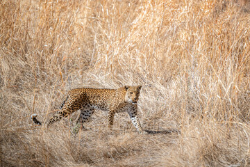 Ruaha National Park, African Wildlife  Safari, Tanzania
