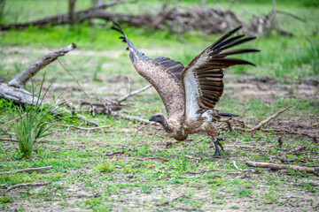 Selous Game Reserve, African Wildlife  Safari, Tanzania
