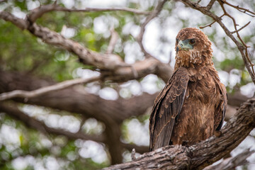 Ruaha National Park, African Wildlife  Safari, Tanzania
