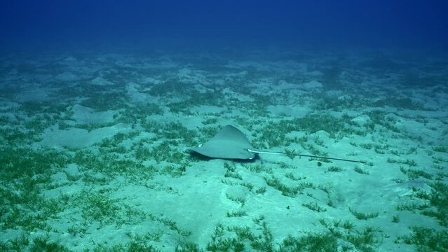 Longtail Stingray (Himantur uarnak) swimming over sandy botto covered with green se grass on deep, Slow motion