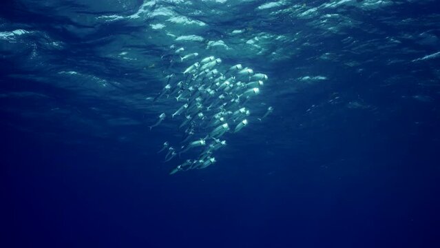 View from deep on school of Striped mackerel or Indian mackerel (Rastrelliger kanagurta) swimming with open mouths, filtering for zooplankton in waves under water surface, Slow motion