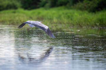 Selous Game Reserve, African Wildlife  Safari, Tanzania