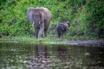 Fototapeta premium Selous Game Reserve, African Wildlife Safari, Tanzania