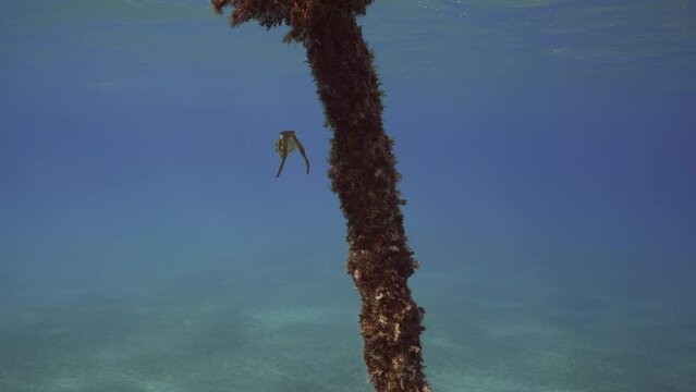 Baby calamary swims in blue water stand in shadow of rope buoy on sunny day, slow motion. Newborn Bigfin reef squid or Oval squid (Sepioteuthis lessoniana)
