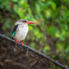 Selous Game Reserve, African Wildlife  Safari, Tanzania