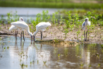 Selous Game Reserve, African Wildlife  Safari, Tanzania