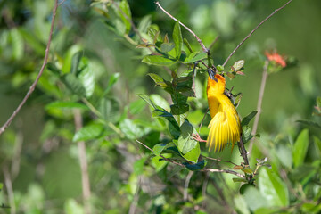 Selous Game Reserve, African Wildlife  Safari, Tanzania