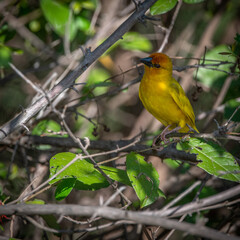 Selous Game Reserve, African Wildlife  Safari, Tanzania